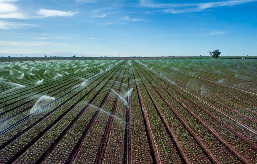 Agricultural Field in California Being Irrigated with Impact Sprinklers in Drought Conditions at Dusk Under Partly Cloudy Skies, Crops Being Watered in South Eastern California During Drought Conditions